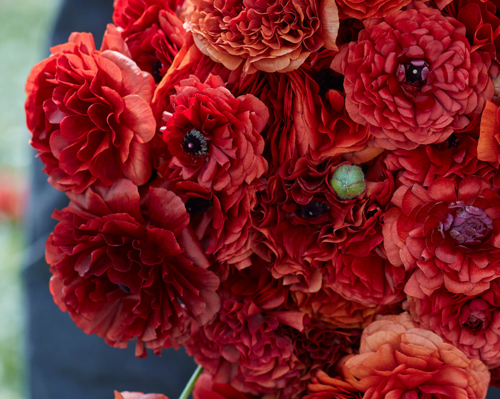 Ranunculus 'Amandine Chocolate'