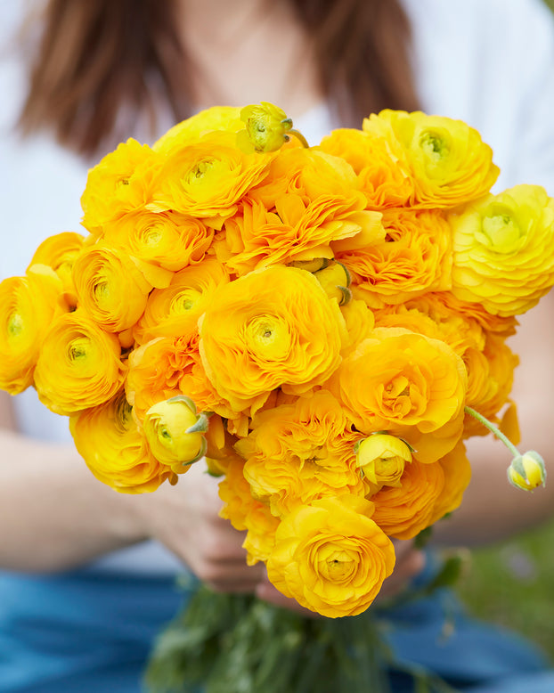 Ranunculus 'Amandine Gold'