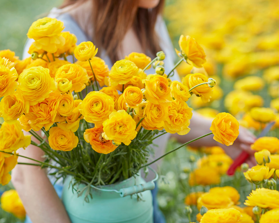 Ranunculus 'Amandine Gold'