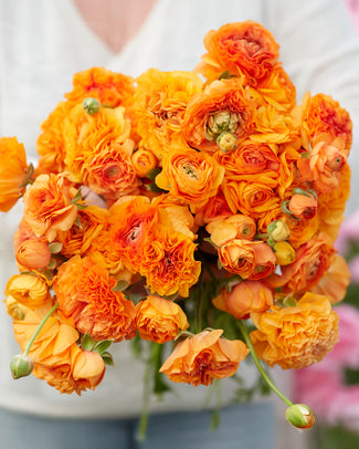 Ranunculus 'Amandine Orange'