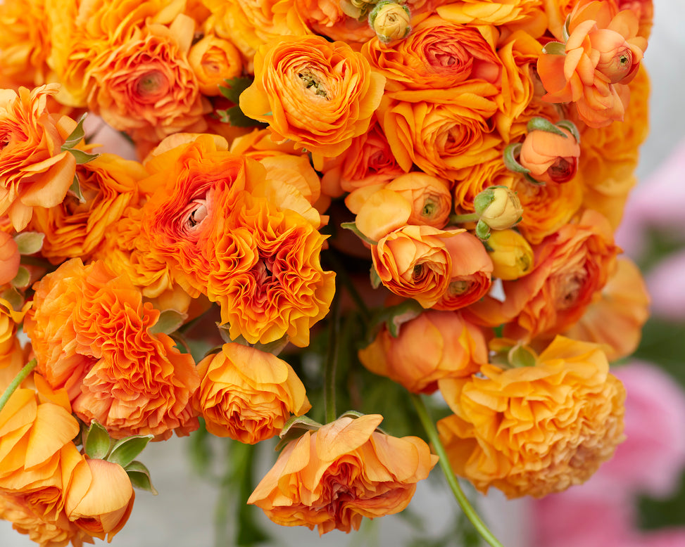 Ranunculus 'Amandine Orange'