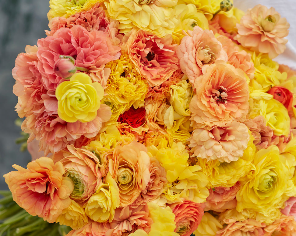 Ranunculus 'Amandine Pastel Lemon'