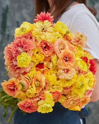 Ranunculus 'Amandine Pastel Lemon'