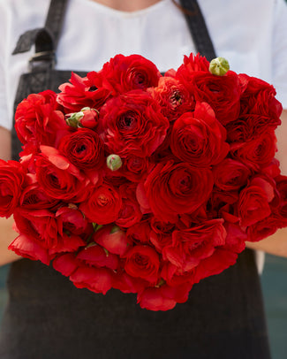 Ranunculus 'Amandine Scarlet'