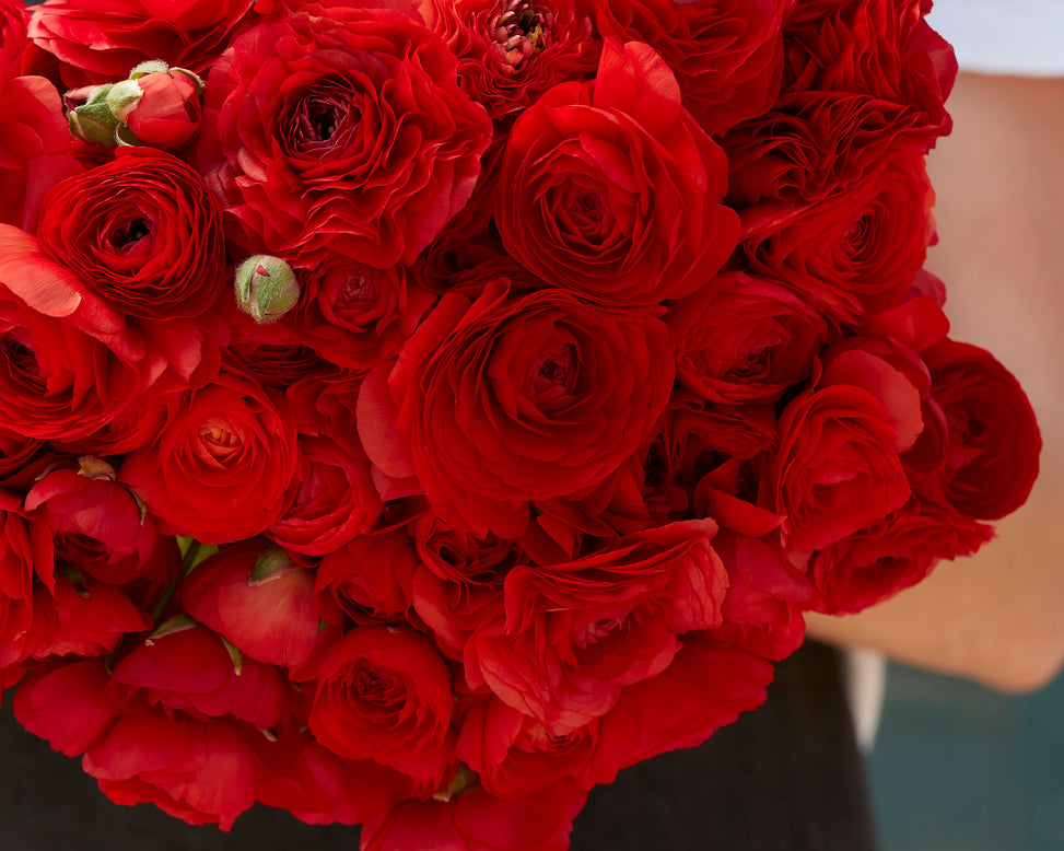 Ranunculus 'Amandine Scarlet'