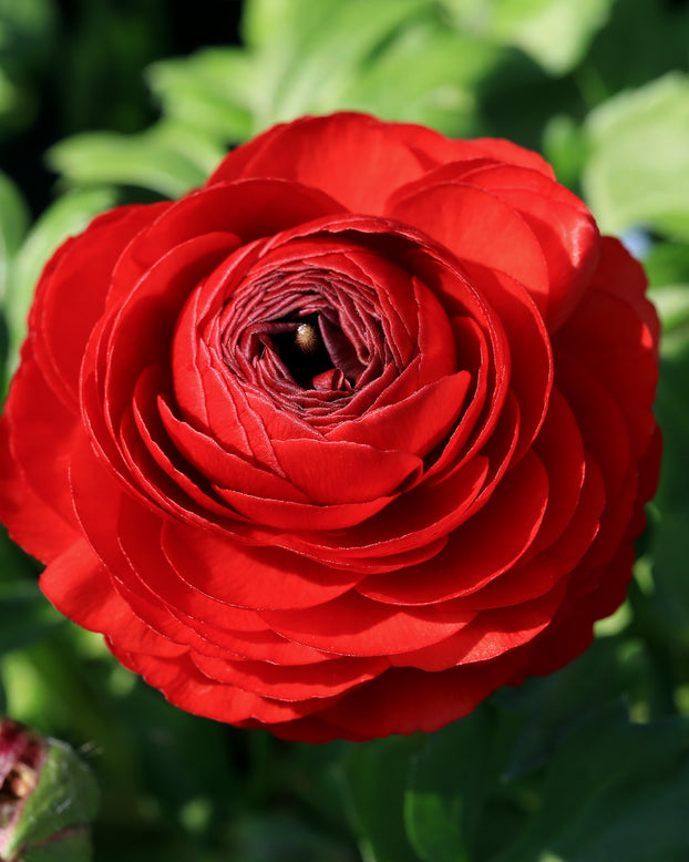 Ranunculus 'Amandine Scarlet'