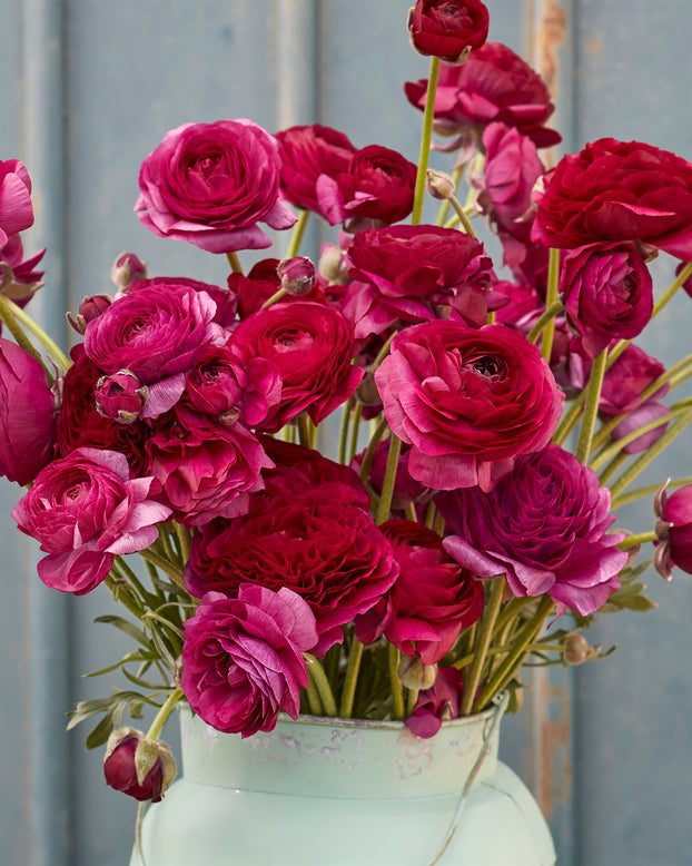 Ranunculus 'Amandine Violet'