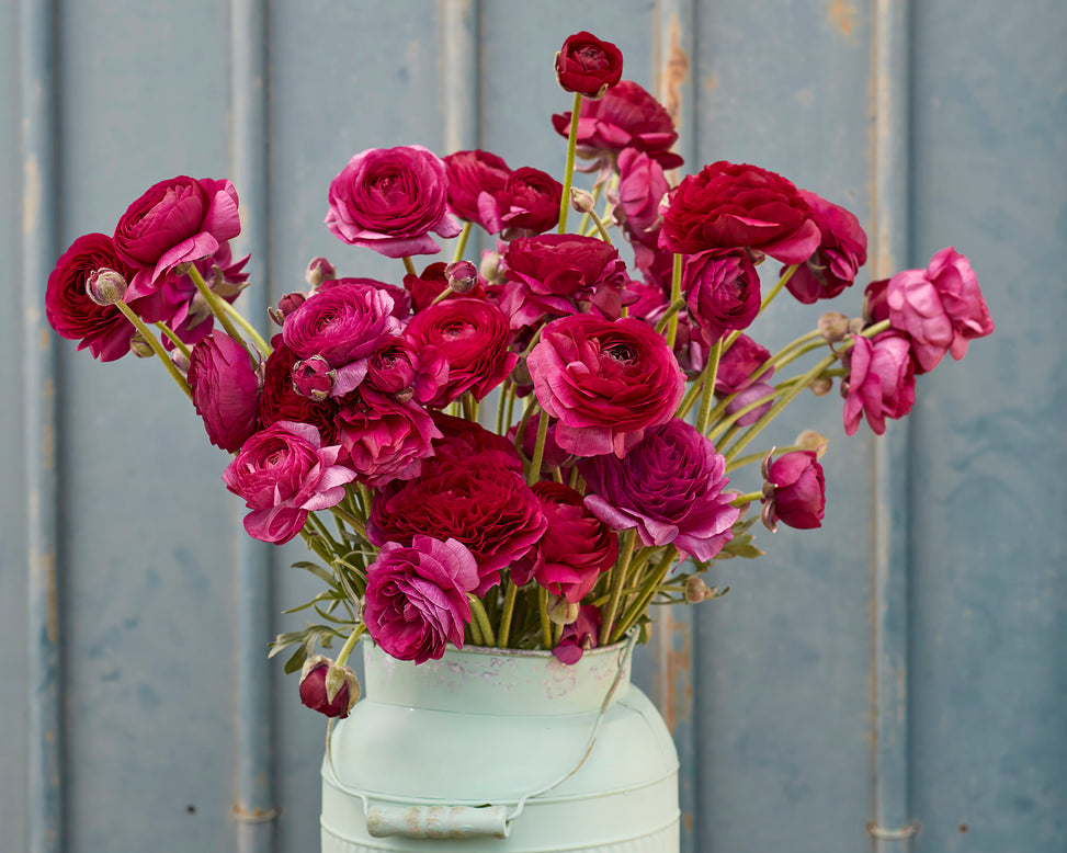 Ranunculus 'Amandine Violet'