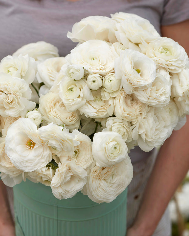 Ranunculus 'Amandine White'