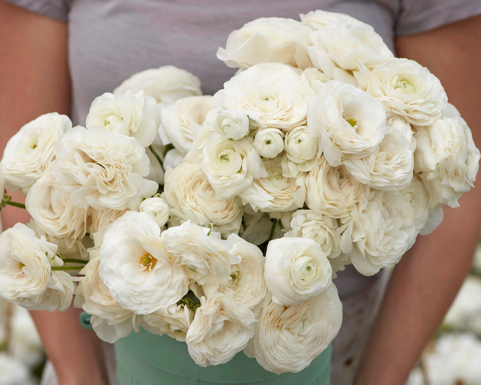 Ranunculus 'Amandine White'