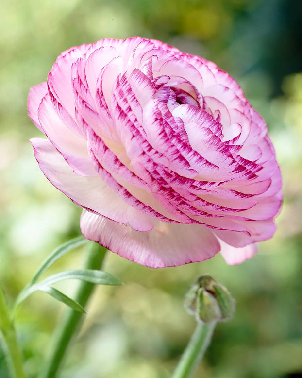 Ranunculus 'Picotee Pink'