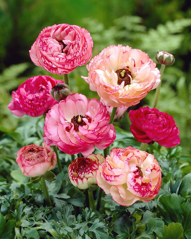 Ranunculus 'Picotee Pink'