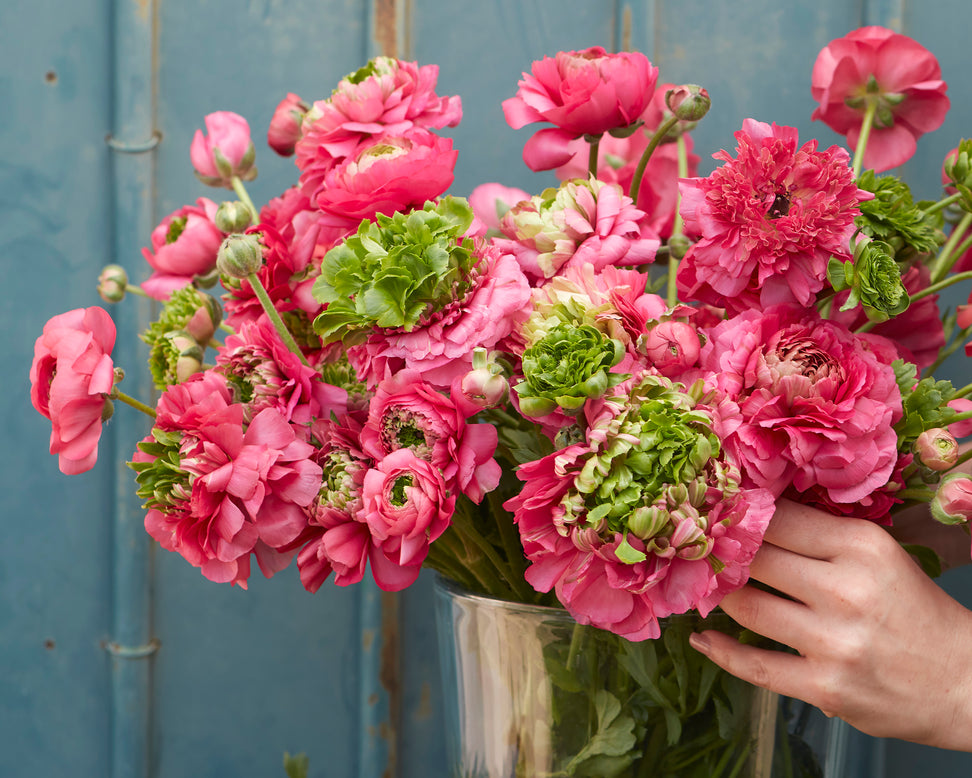 Ranunculus 'Super Green Rose'