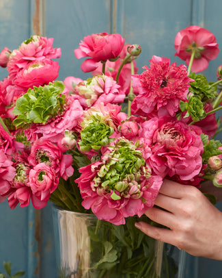 Ranunculus 'Super Green Rose'