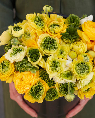 Ranunculus 'Super Green Yellow'