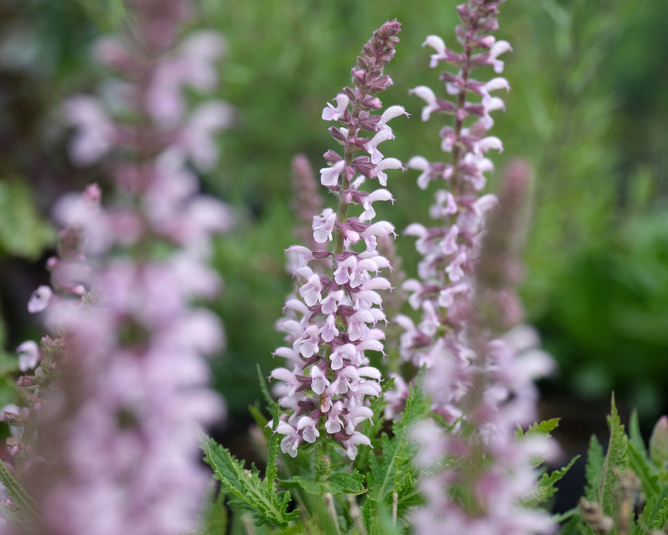 Salvia 'Feathers Flamingo'