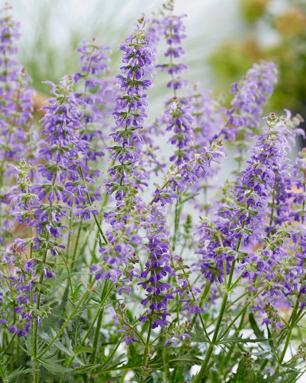 Salvia 'Feathers Peacock'