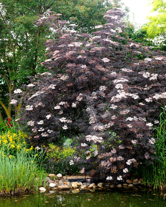 Sambucus 'Black Lace'