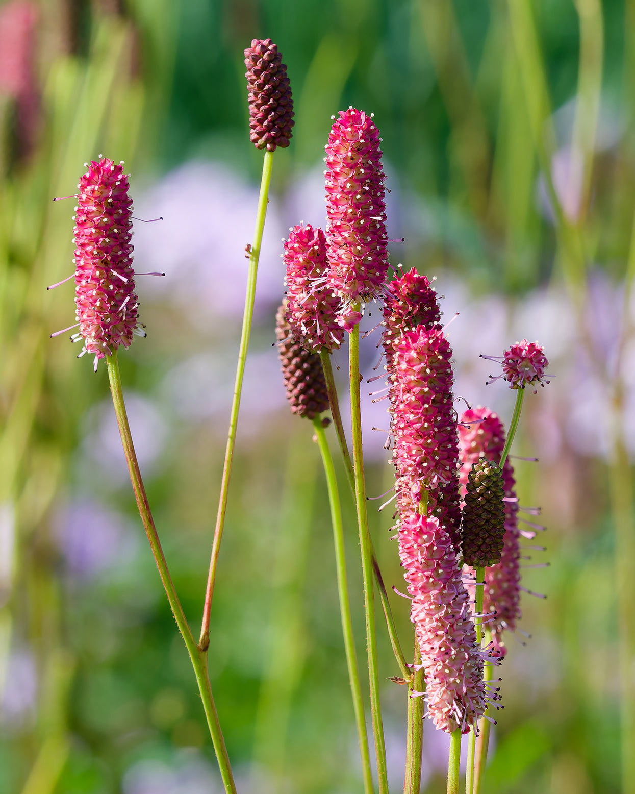 Sanguisorba 'Blackthorn' bare roots — Buy burnet plants online at ...