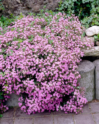 Saponaria bare roots