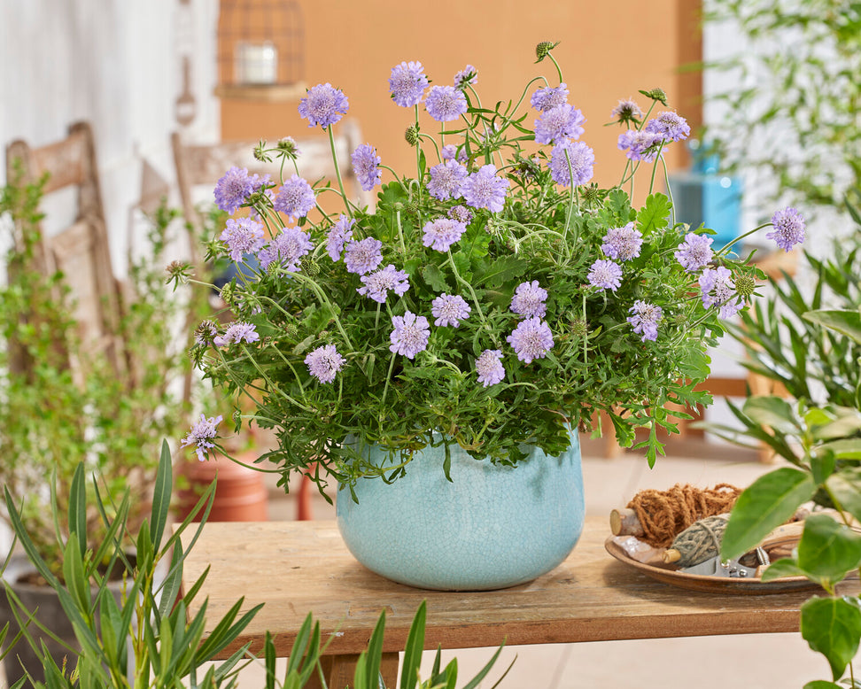 Scabiosa 'Kudo Blue'