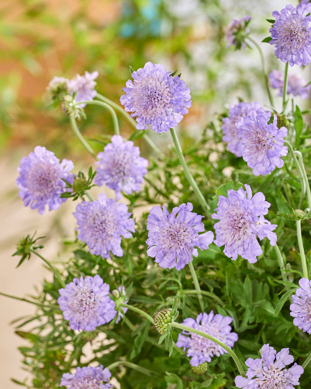 Scabiosa 'Kudo Blue'