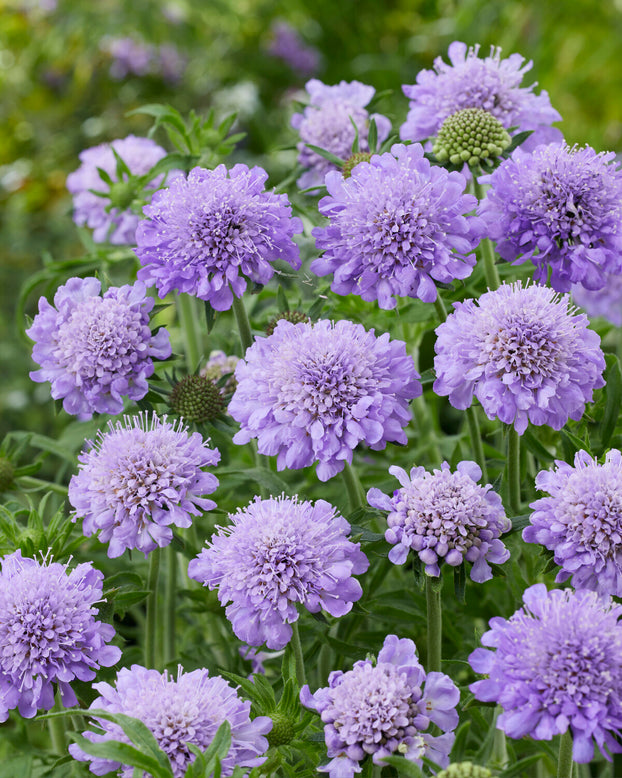 Scabiosa 'Kudo Blue'