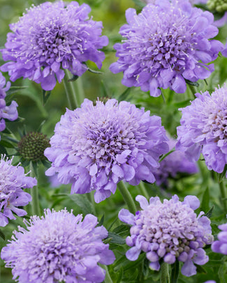 Scabiosa bare roots