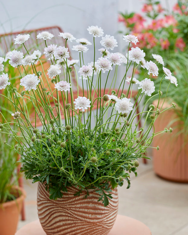 Scabiosa 'Kudo White'