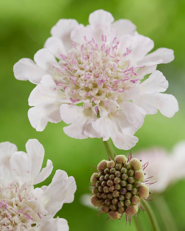 Scabiosa 'Kudo White'