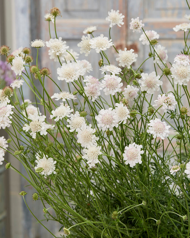 Scabiosa 'Kudo White'