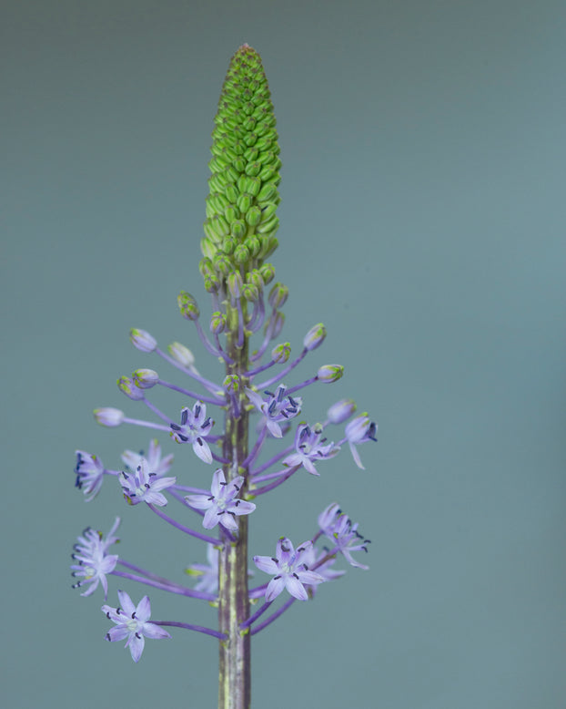 Scilla 'Blue Arrow'