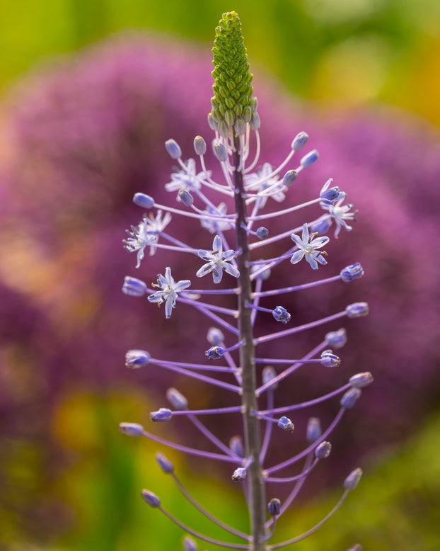 Scilla 'Blue Arrow'