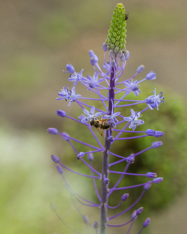 Scilla 'Blue Arrow'