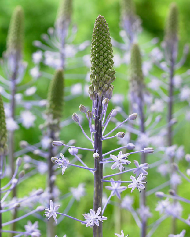 Scilla 'Blue Arrow'