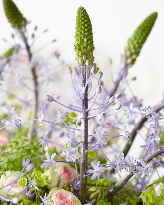 Scilla 'Blue Arrow'