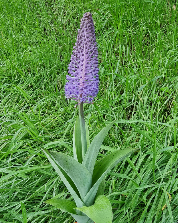 Scilla madeirensis