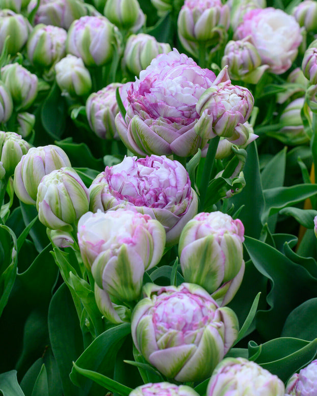 Tulip 'Peggy Wonder'