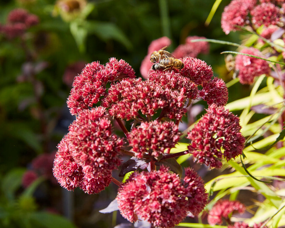 Sedum 'José Aubergine'