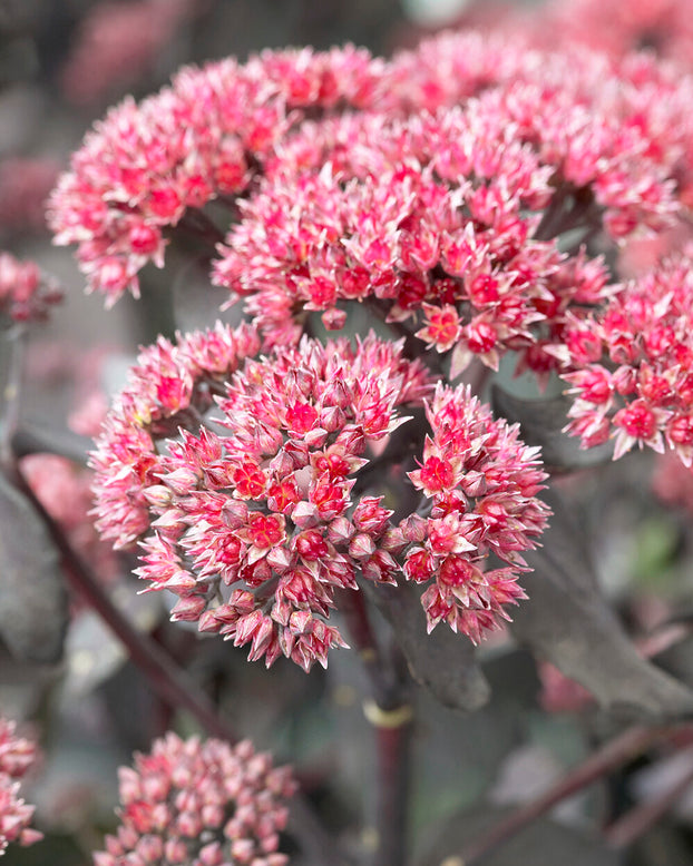 Sedum 'José Aubergine'