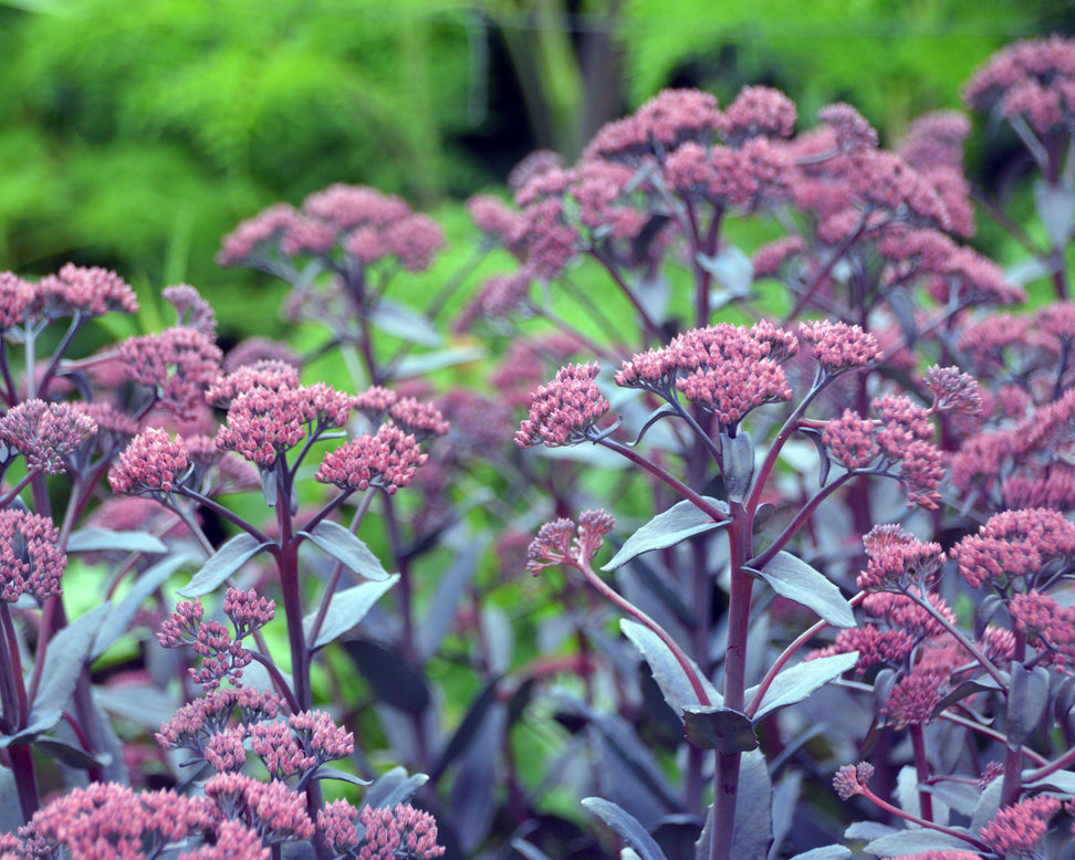 Sedum 'José Aubergine'