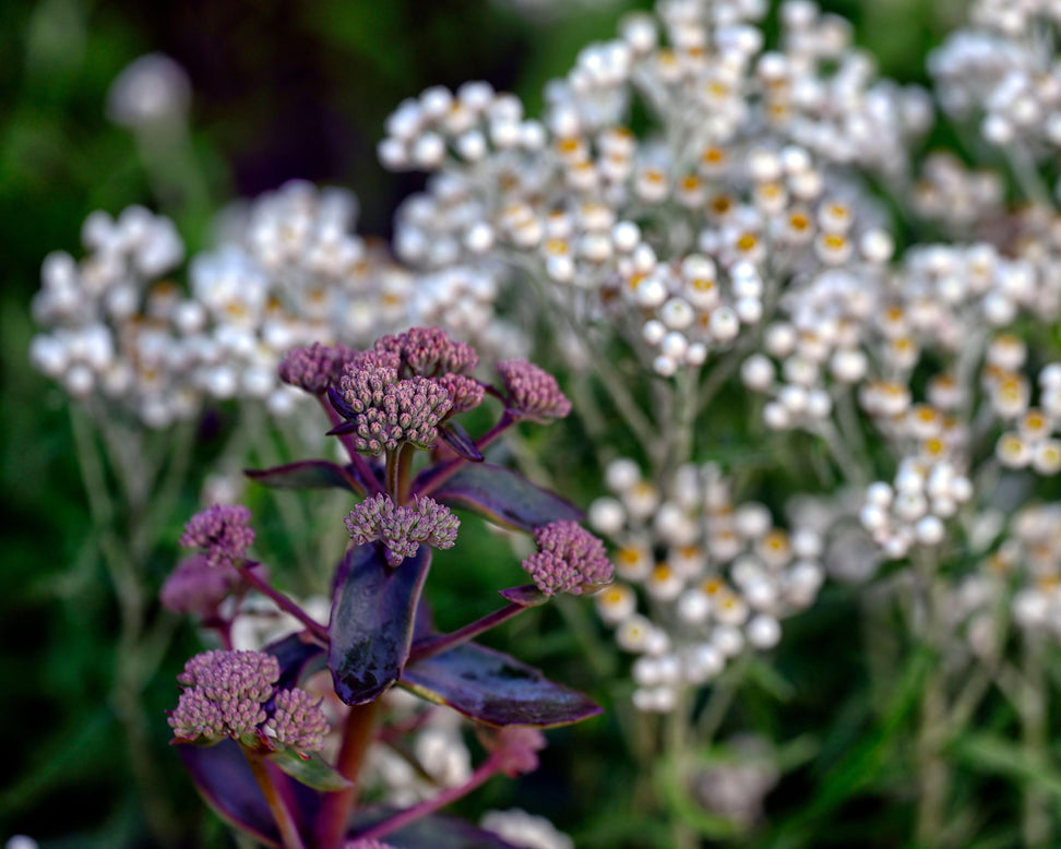 Sedum 'José Aubergine'