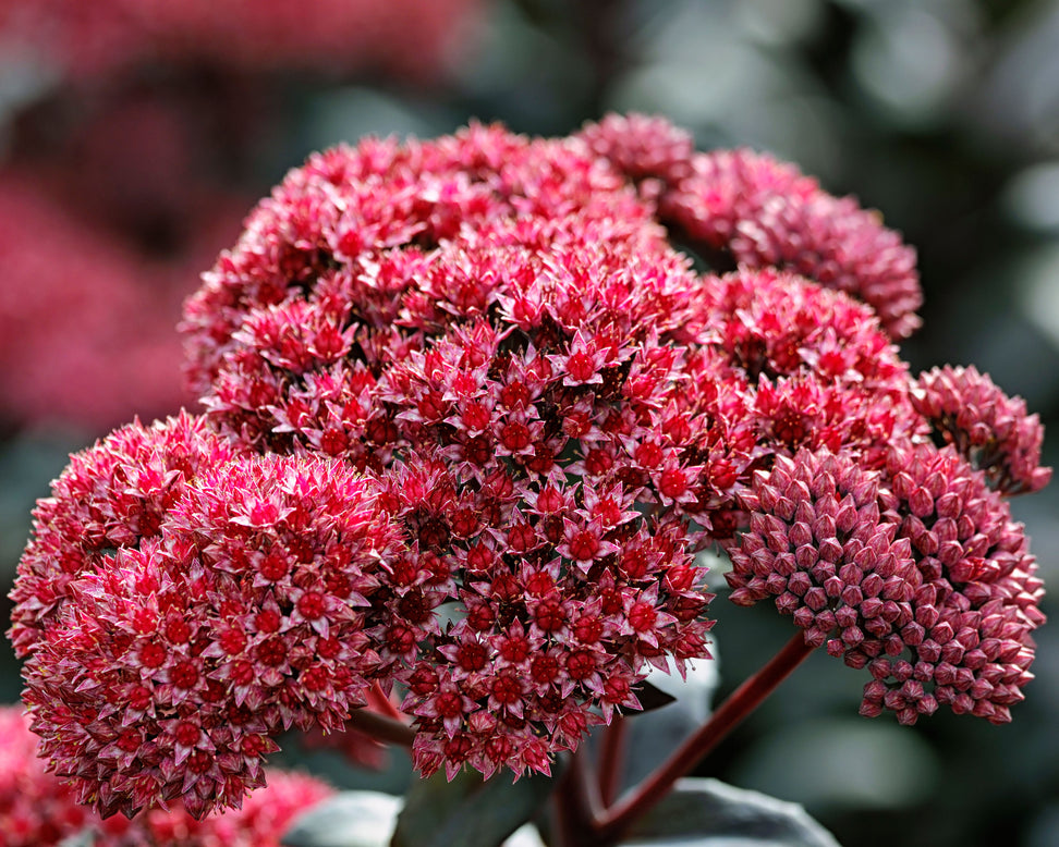 Sedum 'José Aubergine'