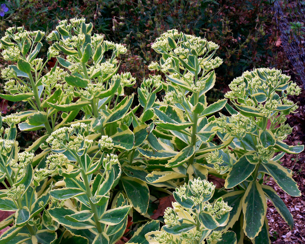 Sedum 'Lajos'