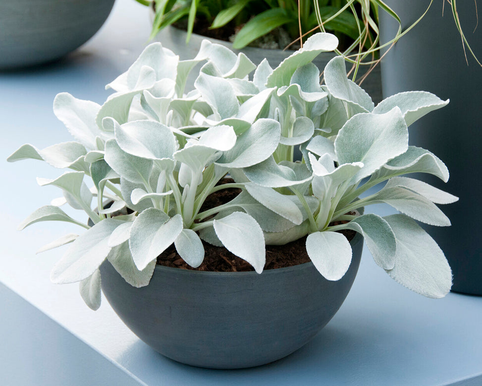 Senecio 'Angel Wings'