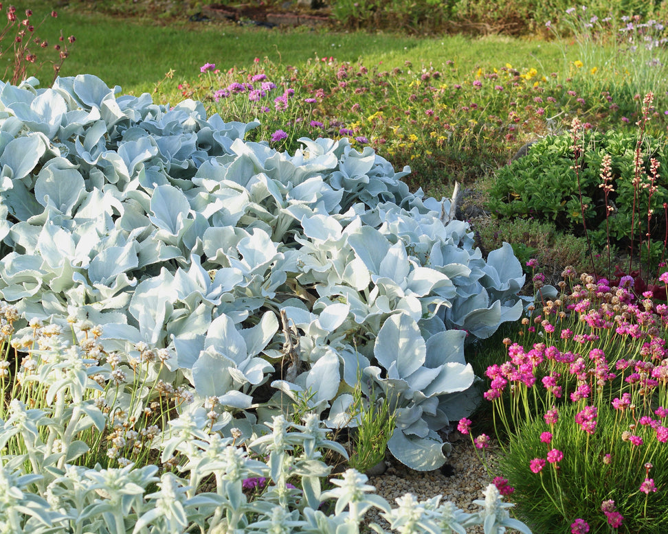 Senecio 'Angel Wings'