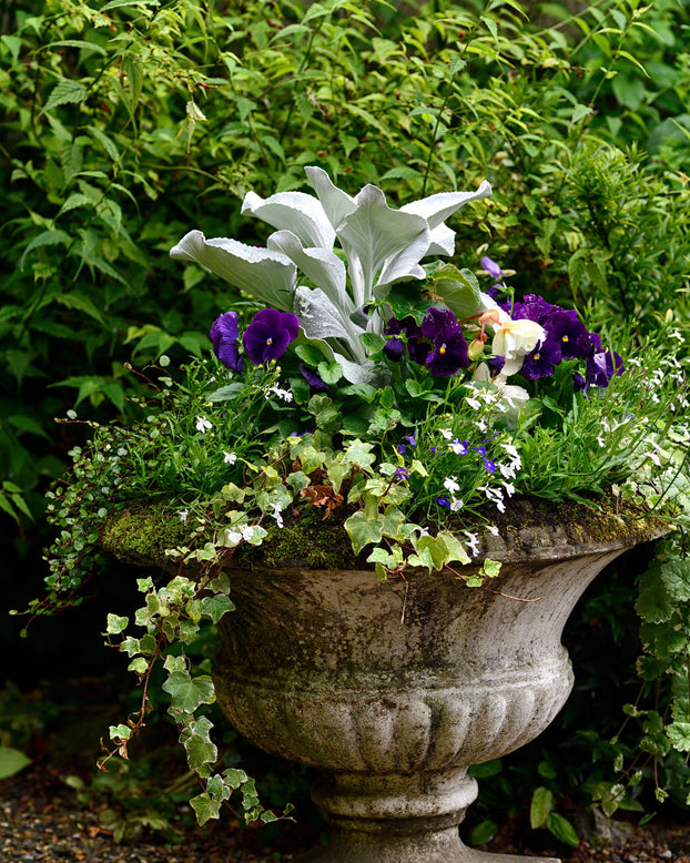 Senecio 'Angel Wings'