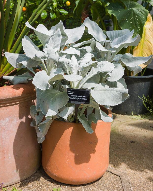 Senecio 'Angel Wings'