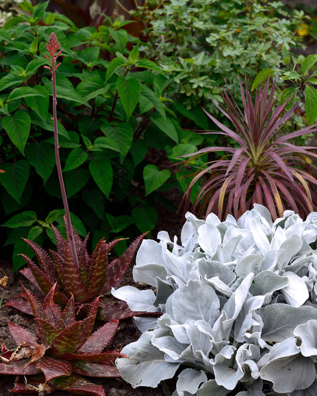 Senecio 'Angel Wings'