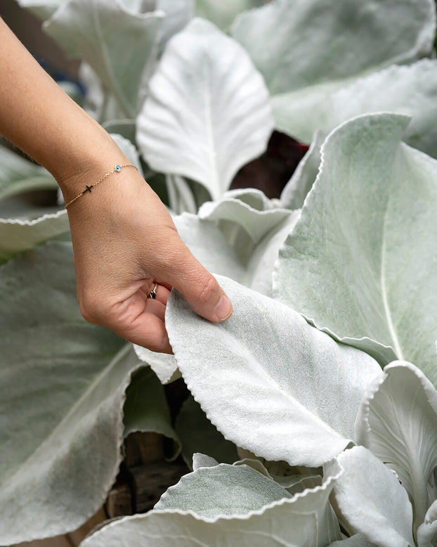 Senecio 'Angel Wings'